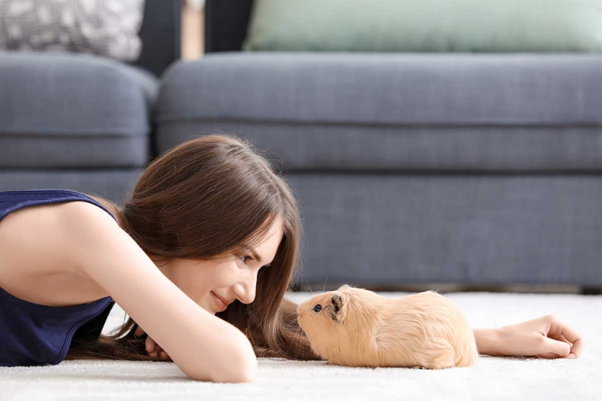 Teaching your guinea pig their name doesn