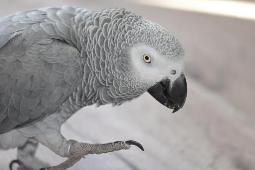 Big Plastic Buttons, Bird-Safe Toy Parts