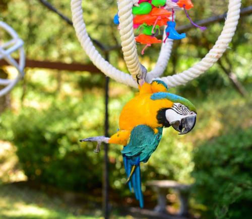 Kaytee Blog DIY Parrot Toys