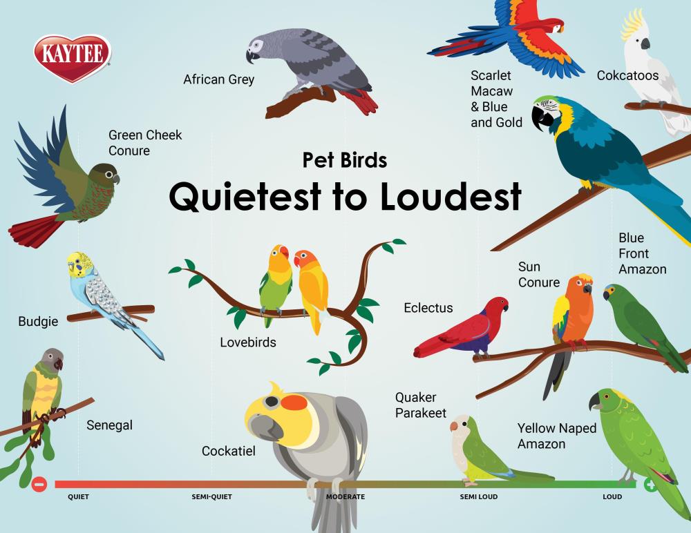Types Of Pet Birds