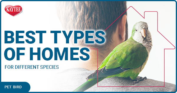 Pets at clearance home parrots