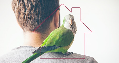 pet bird