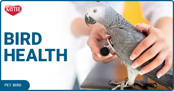 Kaytee Pet Bird Health Tips
