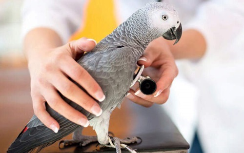 Feathered Friends: Secrets to Happy Birds
