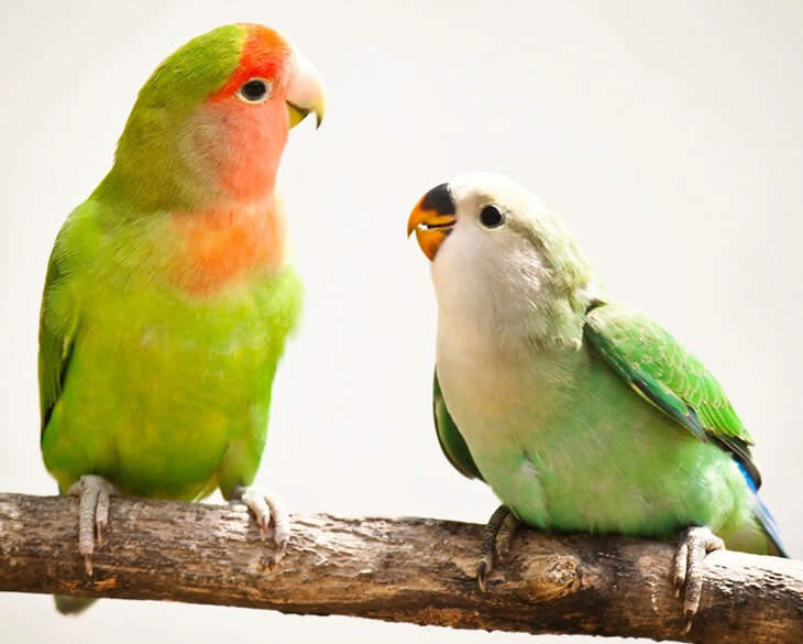 Two Lovebirds