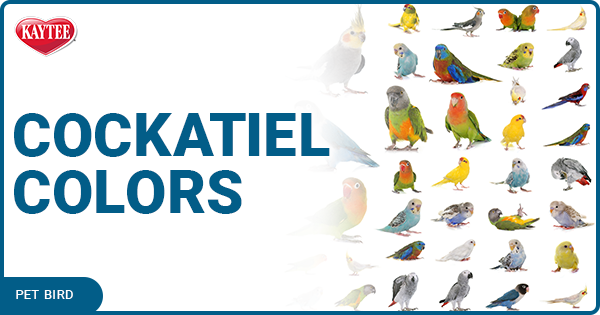 New Pet Cockatiel Checklist: Cockatiels and Pet Birds | Kaytee