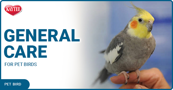 Kaytee Pet Bird Blog General Care
