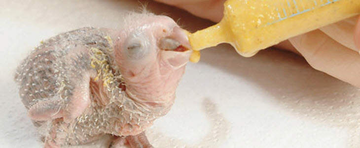 Feeding Baby Bird with Syringe