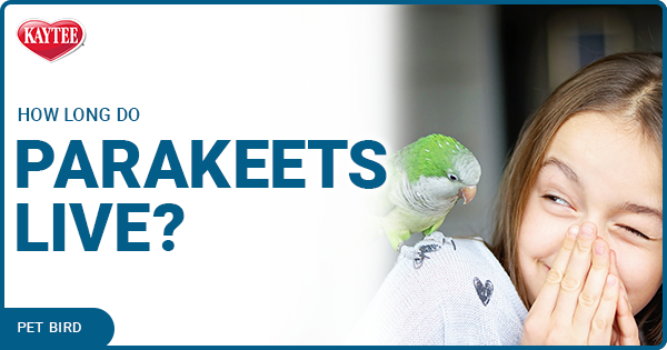 how-long-do-parakeets-live
