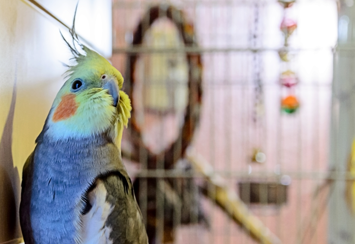New cockatiel clearance