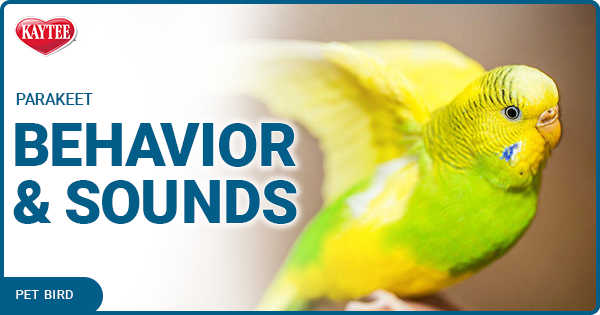 Kaytee Parakeet Behaviors and Sounds