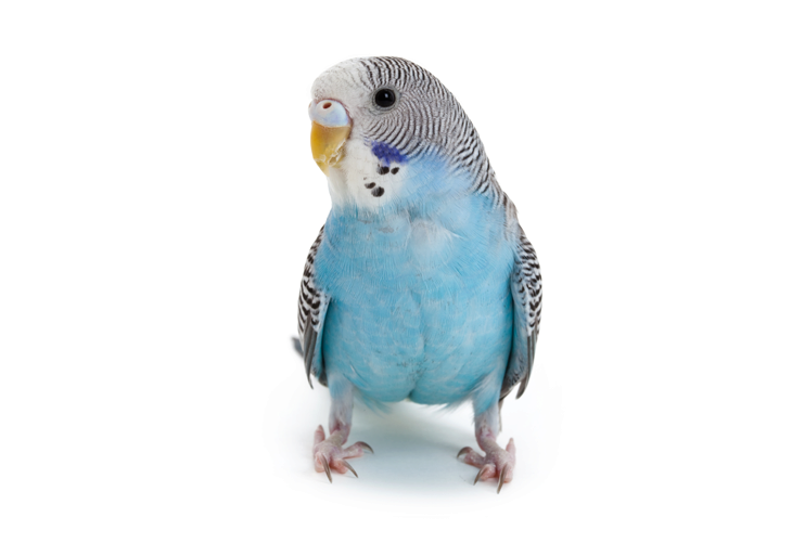 Pet Parakeet