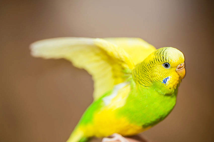 Budgie Wing