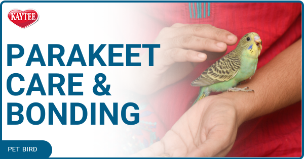 parakeet care and bonding