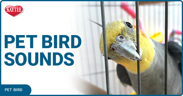 5 Common Pet Bird Sounds