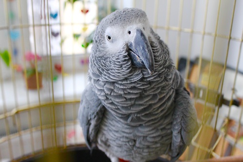 Kaytee Pet Bird Blog 