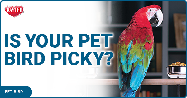 Kaytee Blog Post Is Your Pet Bird Picky?