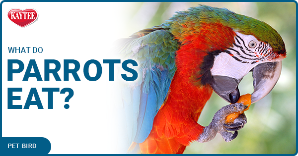 what do pet parrots eat