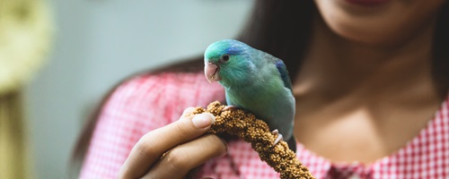 Kaytee What is Spray Millet Blog Post