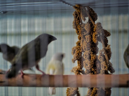 Kaytee What is Spray Millet Blog Post
