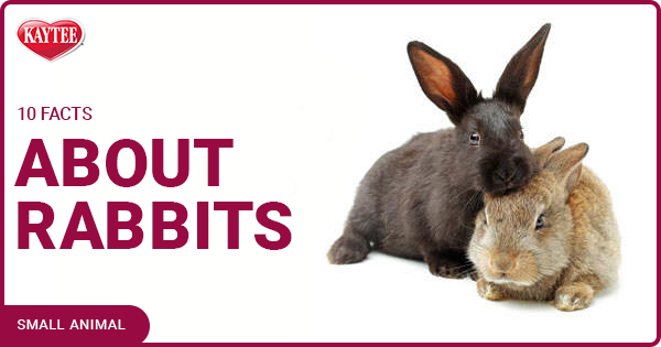 10 Facts about Rabbits: Pet Rabbits | Kaytee