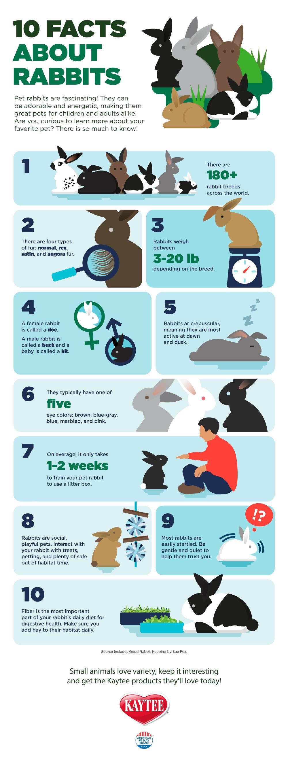 10 Facts about Rabbits: Pet Rabbits | Kaytee