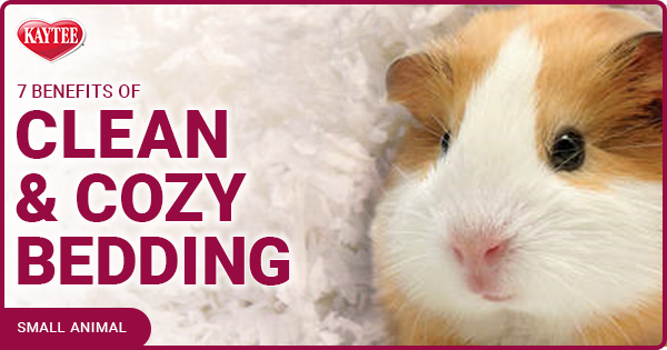 7 Benefits of Clean & Cozy Pet Bedding