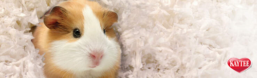 7 Benefits of Clean Cozy Pet Bedding