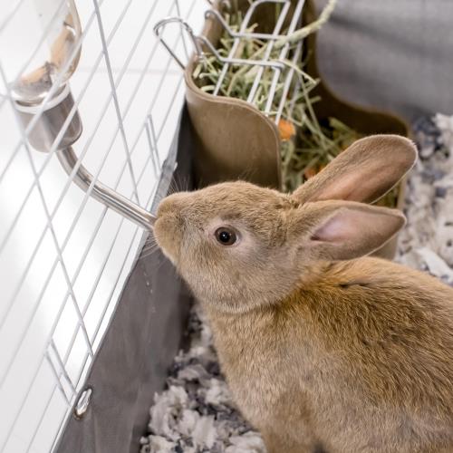 Kaytee How to Bond With Your Rabbit During Everyday Activities blog Post