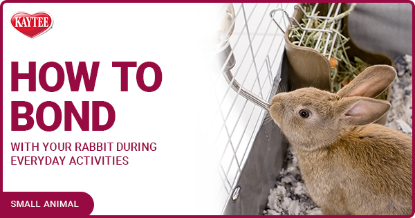 Kaytee How To Bond With Your Rabbit Blog