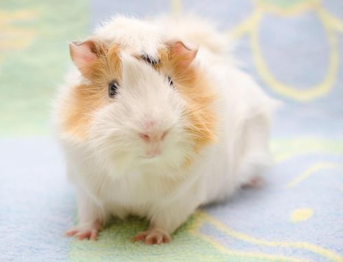 Satin Syrian Hamster » Pet Profile: Cage, Food, Lifespan