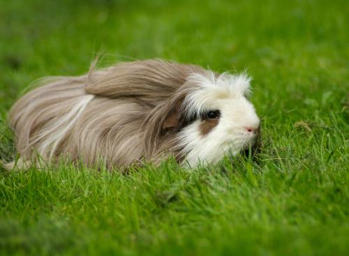 Kaytee Guinea Pig Breeds