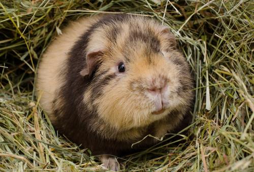 Kaytee Guinea Pig Breeds