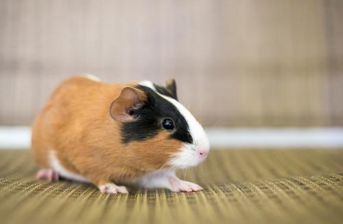 Kaytee Guinea Pig Breeds