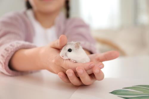 5 hamster breeds: which furry friend is right for you?