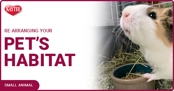 Rearranging your Pet's Habitat