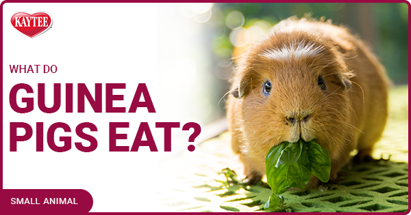 What Do Guinea Pigs Eat? | Kaytee
