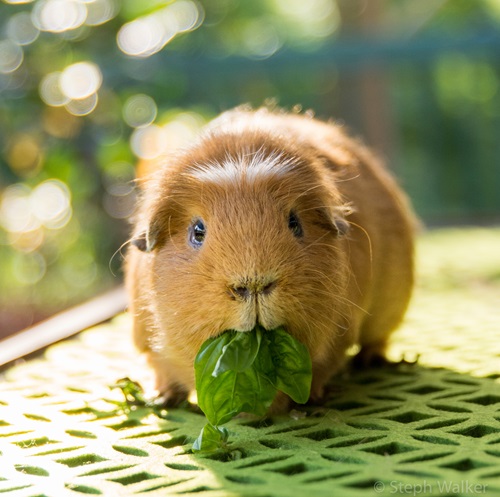 Kaytee Blog What Do Guinea Pigs Eat?
