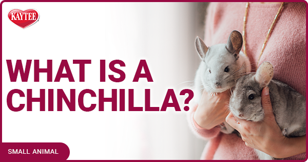 What is a Chinchilla? | Kaytee