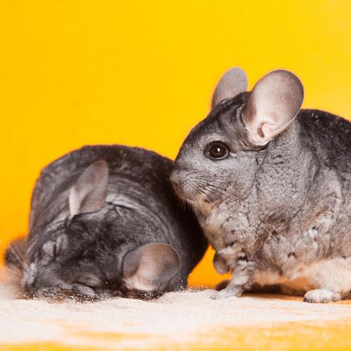 Tweet vriendschap In de genade van What is a Chinchilla? | Kaytee