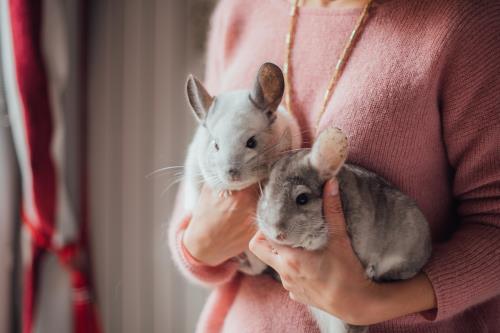 Kaytee blog What is a Chinchilla?