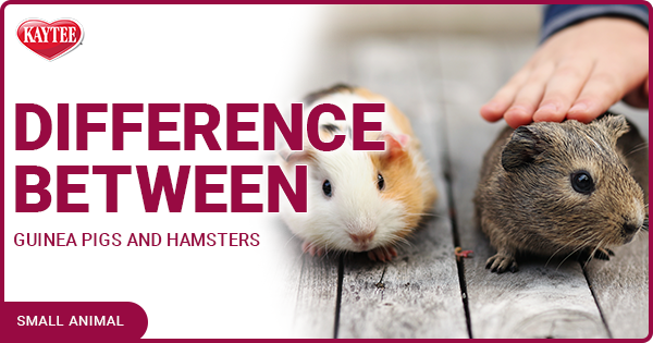 difference between guinea pigs and hamsters