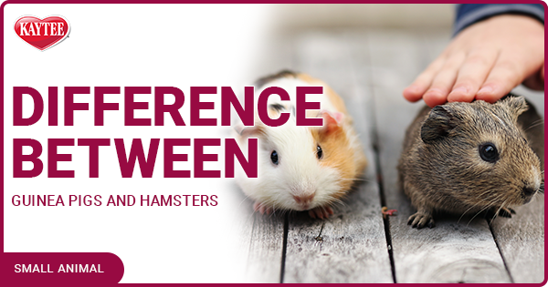 So Just What Is The Difference Between A Guinea Pig Vs Hamster