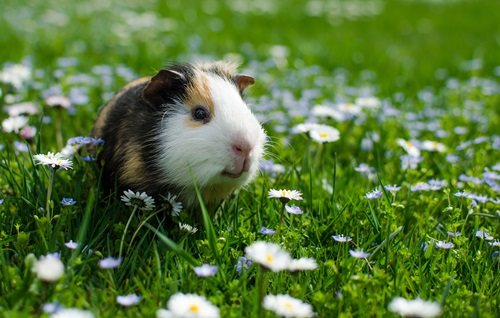 Why is my guinea pig biting top