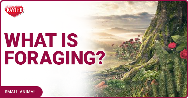 Kaytee Small Animal foraging