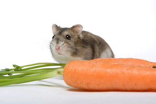 Hamster with Carrot