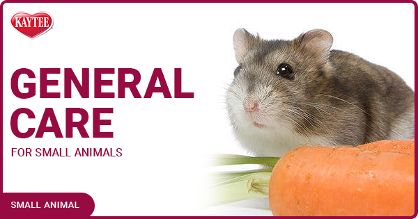 General Care for Small Animals
