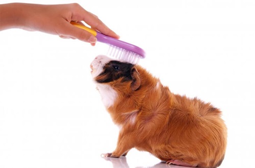 Guinea Pig Grooming