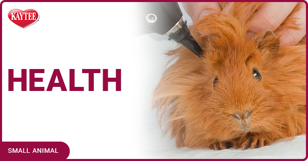 Kaytee Small Animal Blog