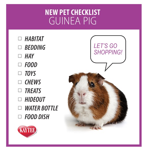 Should I Get Hamster or Guinea Pig?